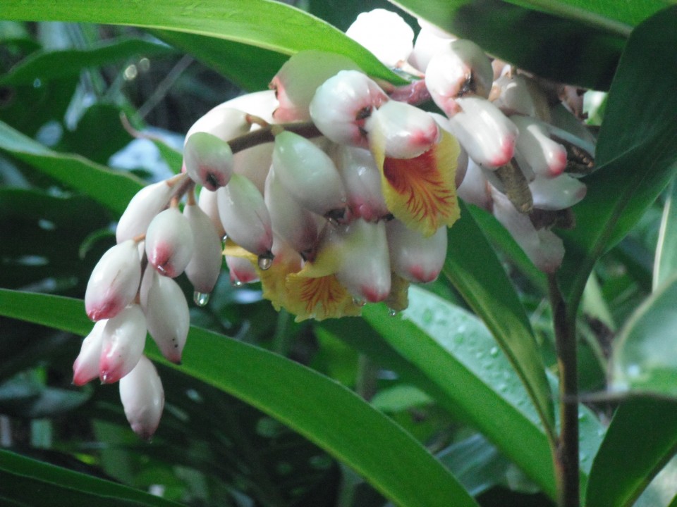 Shell Heliconia