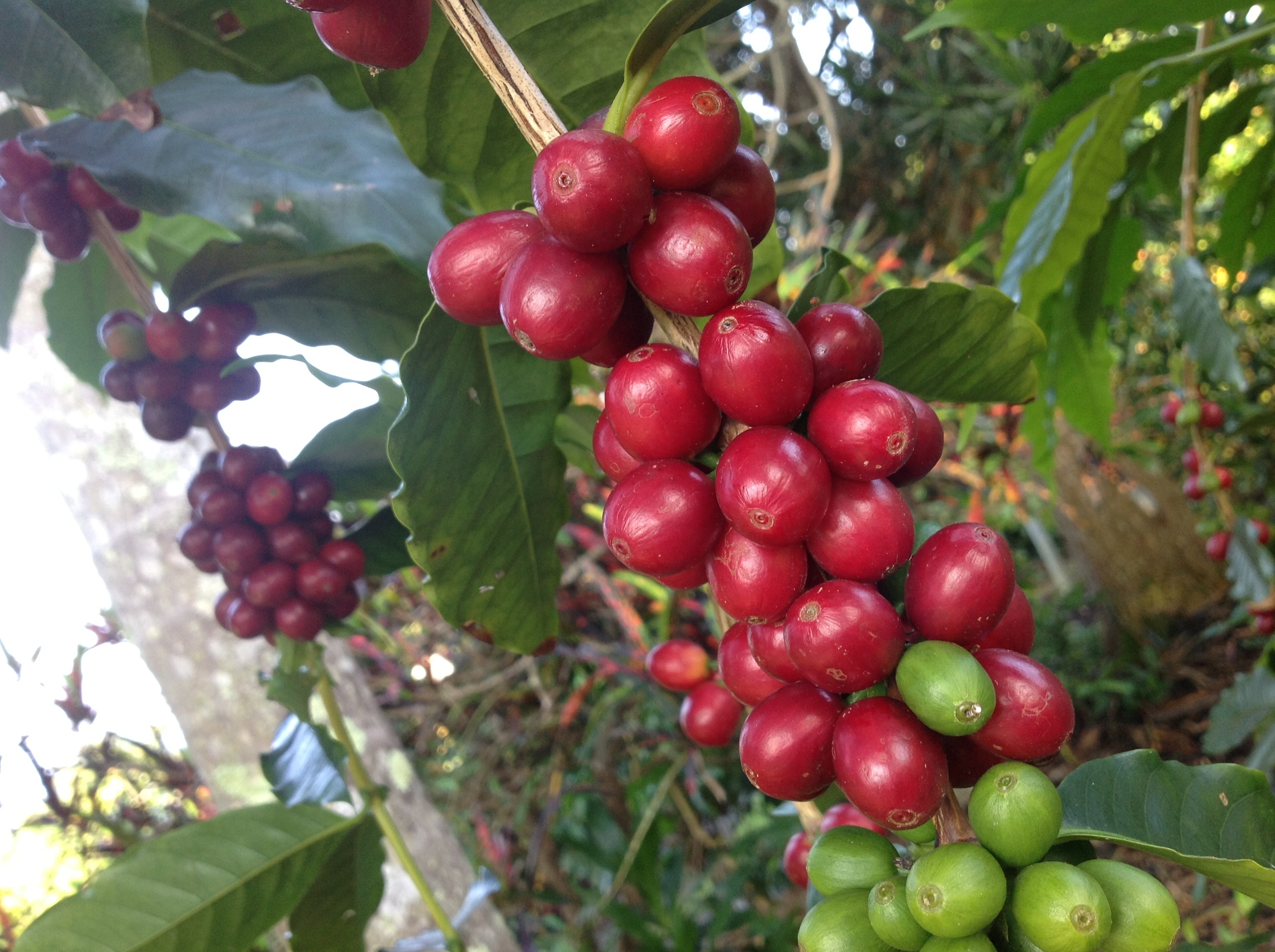 cherry coffee expresso cherry coffee expresso